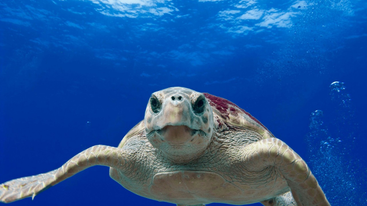 Żółw Karetta, Ocean