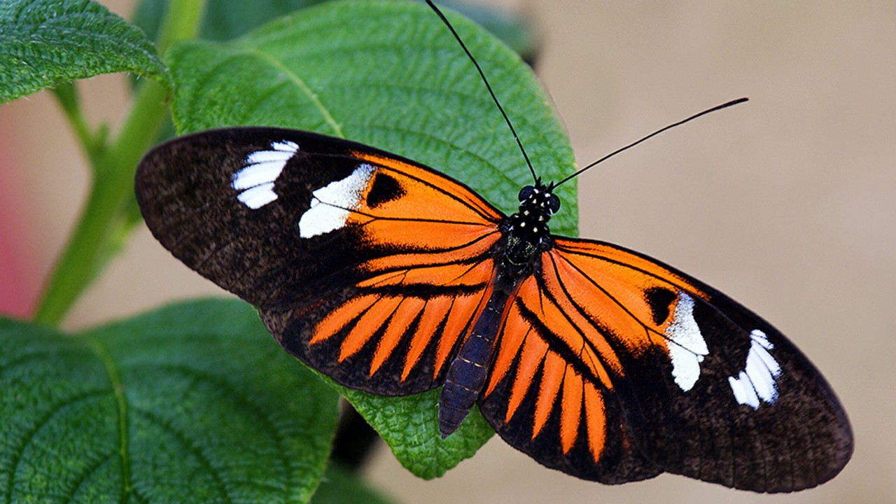 Pomarańczowo czarny motyl