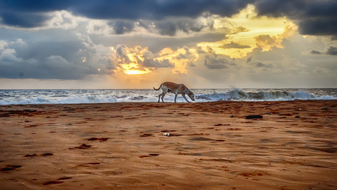 Pies na plaży o wschodzie słońca