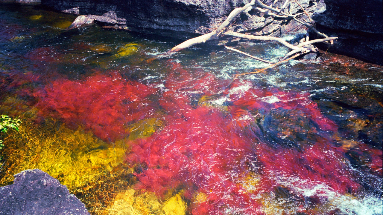 Caño Cristales