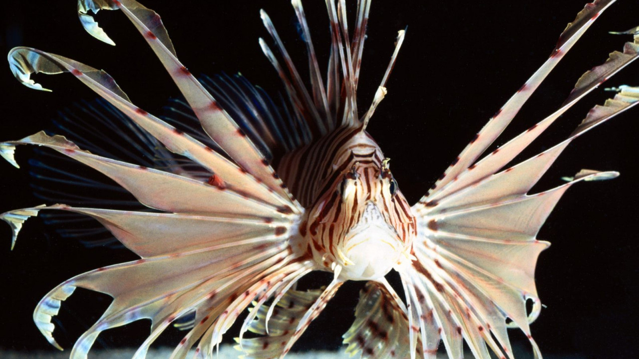 Red Volitans Lionfish, Indo-Pacific.jpg