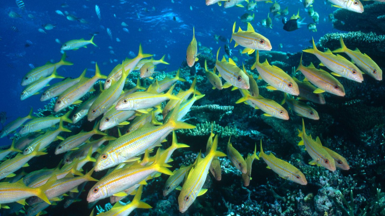 Yellow Goatfish, Great Barrier Reef, Australia.jpg