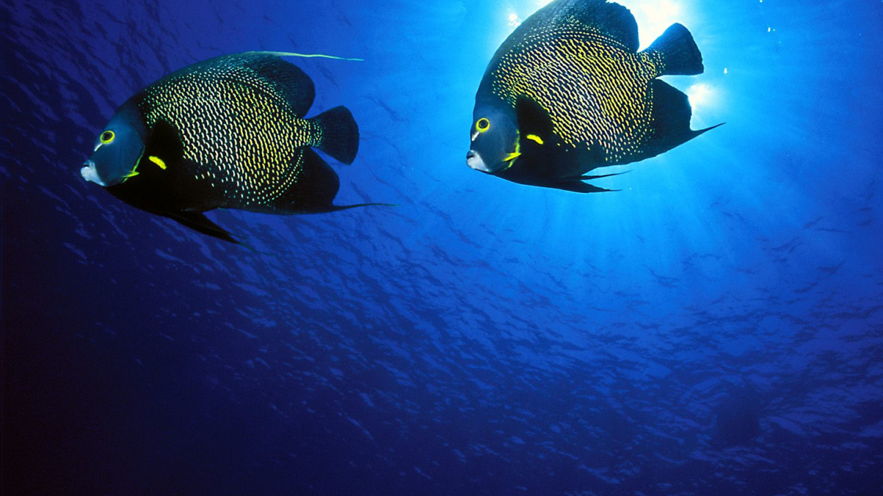 French Angelfish.jpg