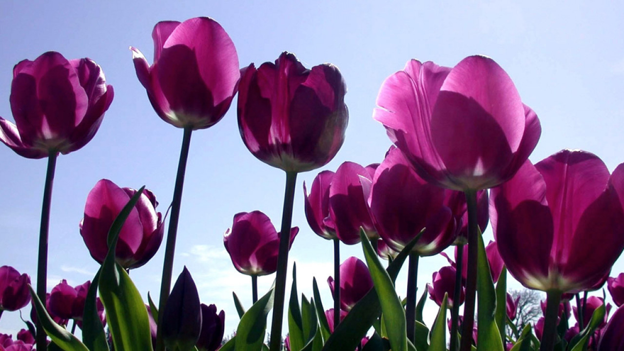 Tulipany (66).jpg