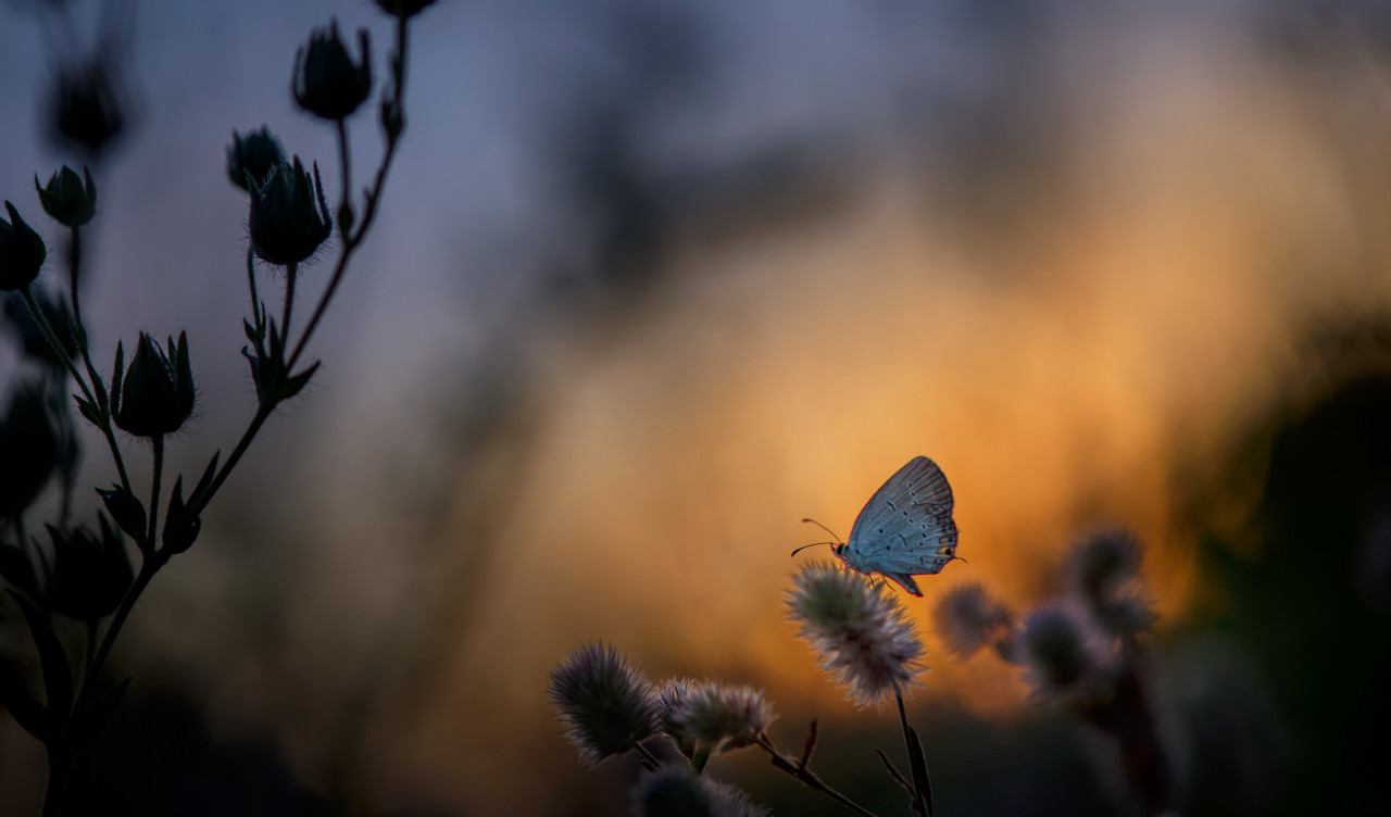 Mały motylek o zachodzie słońca