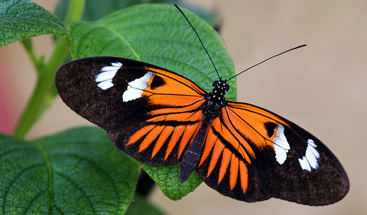 Pomarańczowo czarny motyl