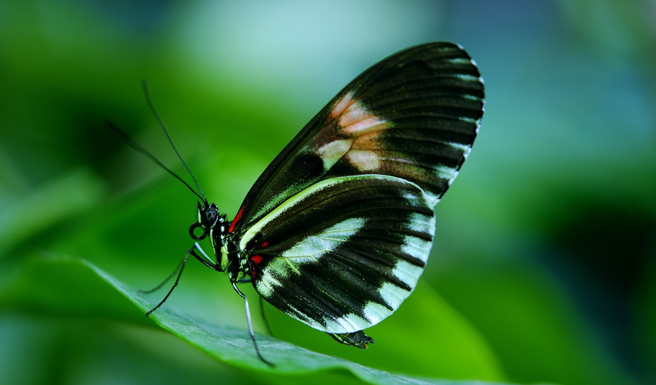 Papilio