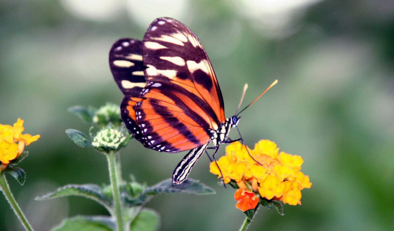 Motyl