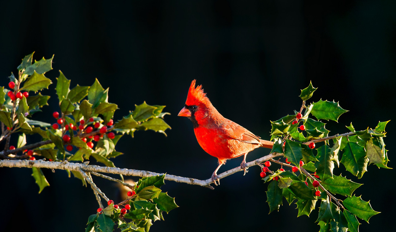 Czerwony ptaszek wśród drzew