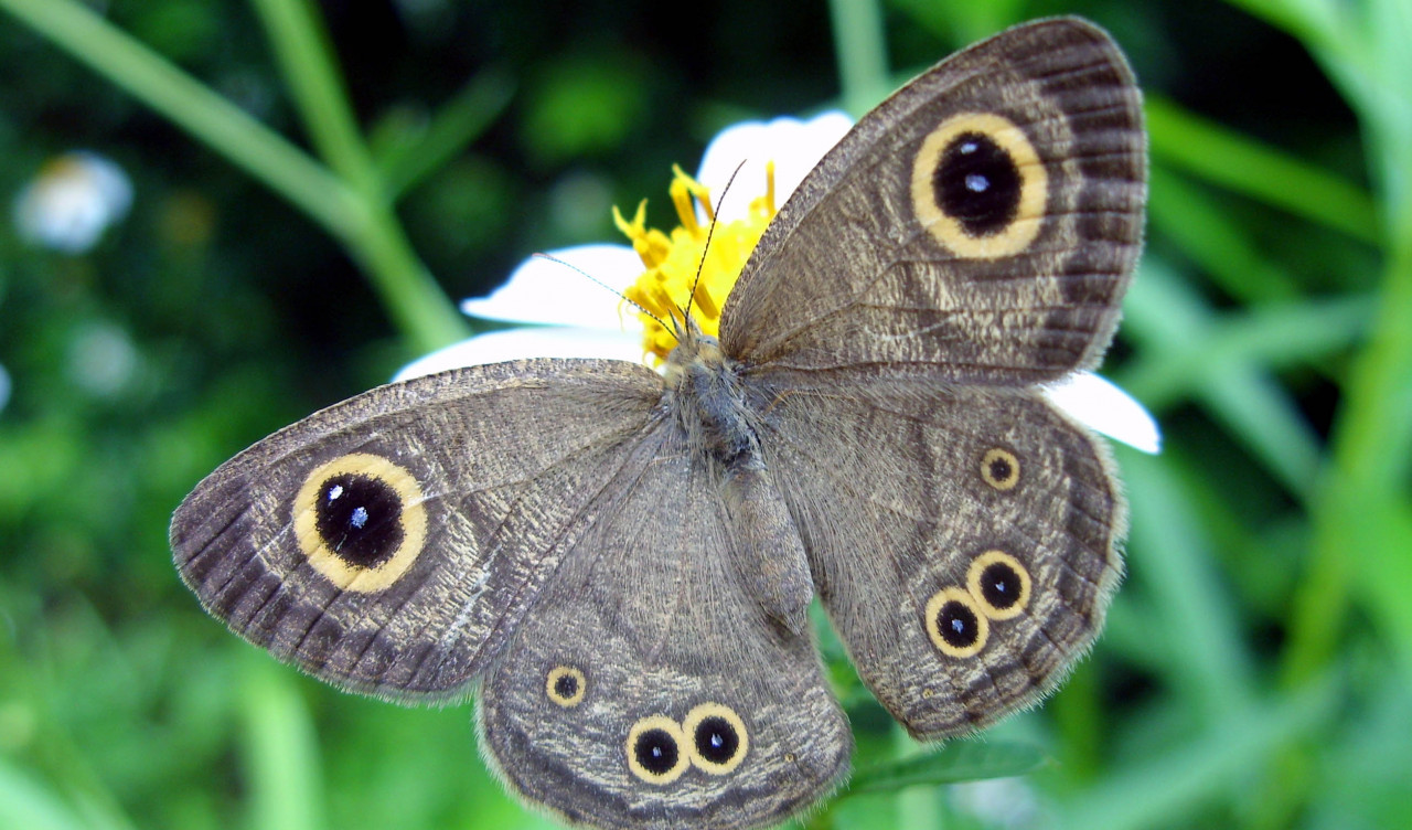 Motyl z północnej Tajlandii, Tropikalny