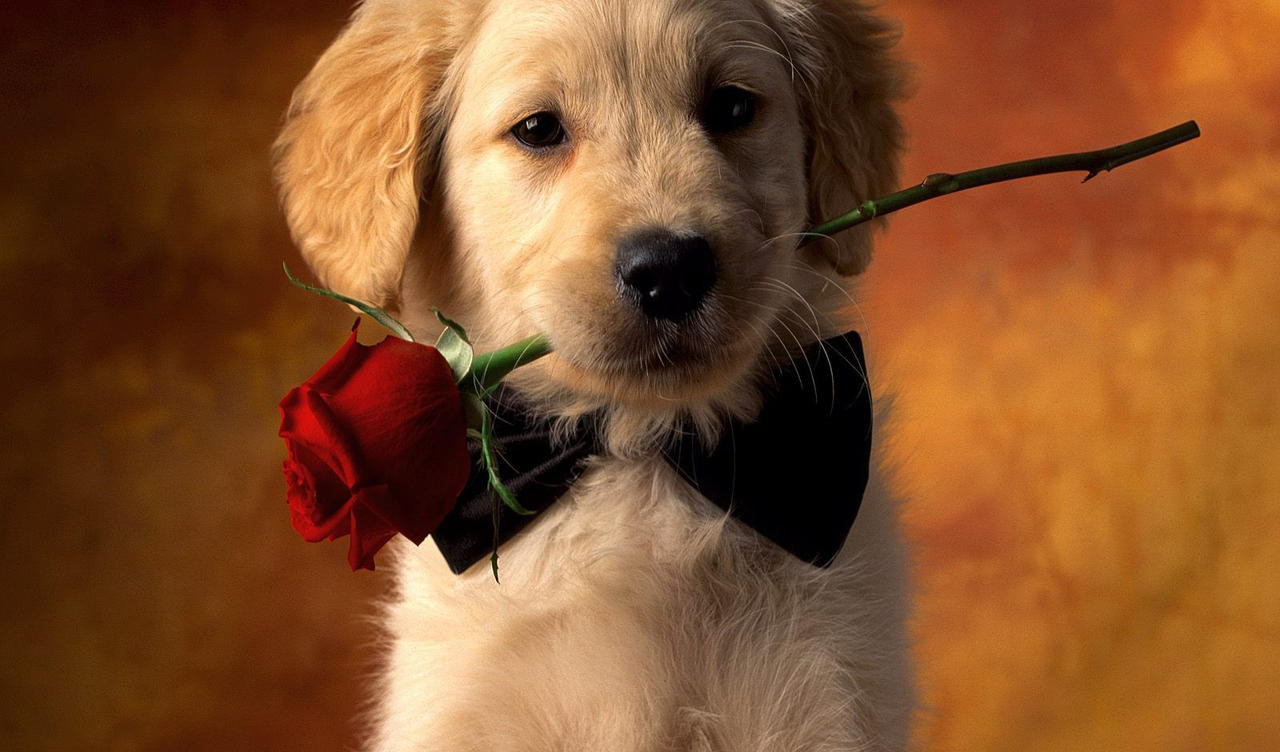 Róża i pies