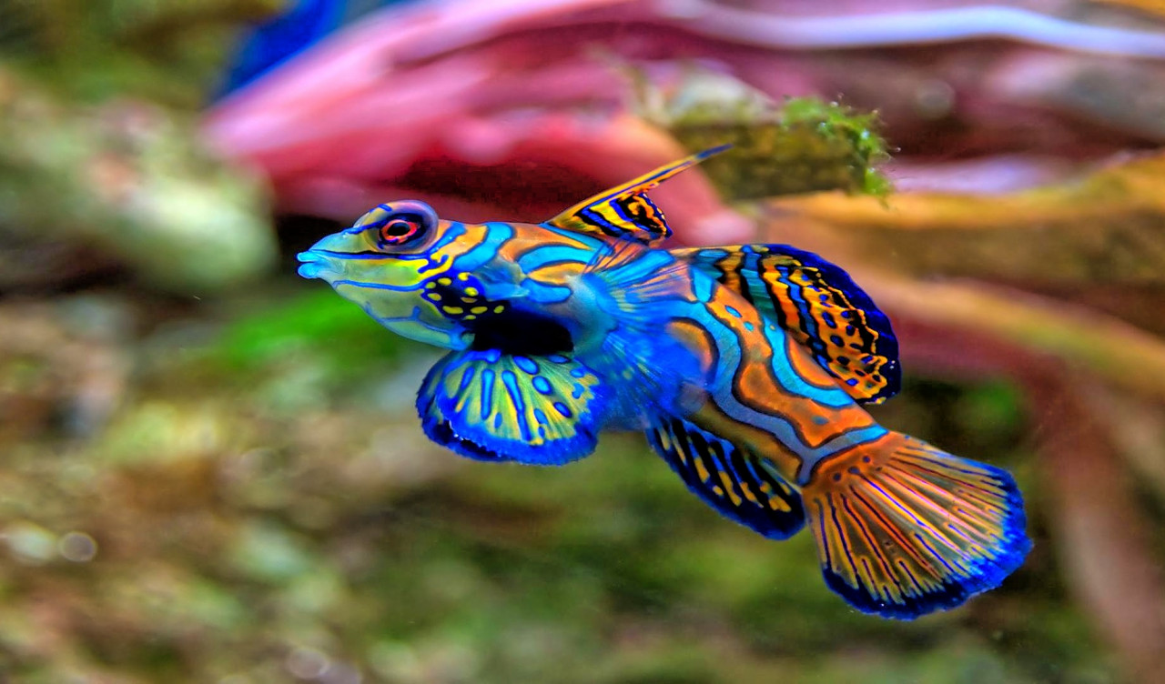 fish mandarinfish