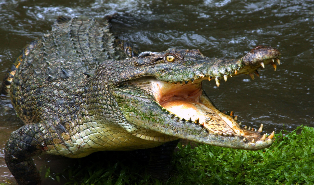 Aligator