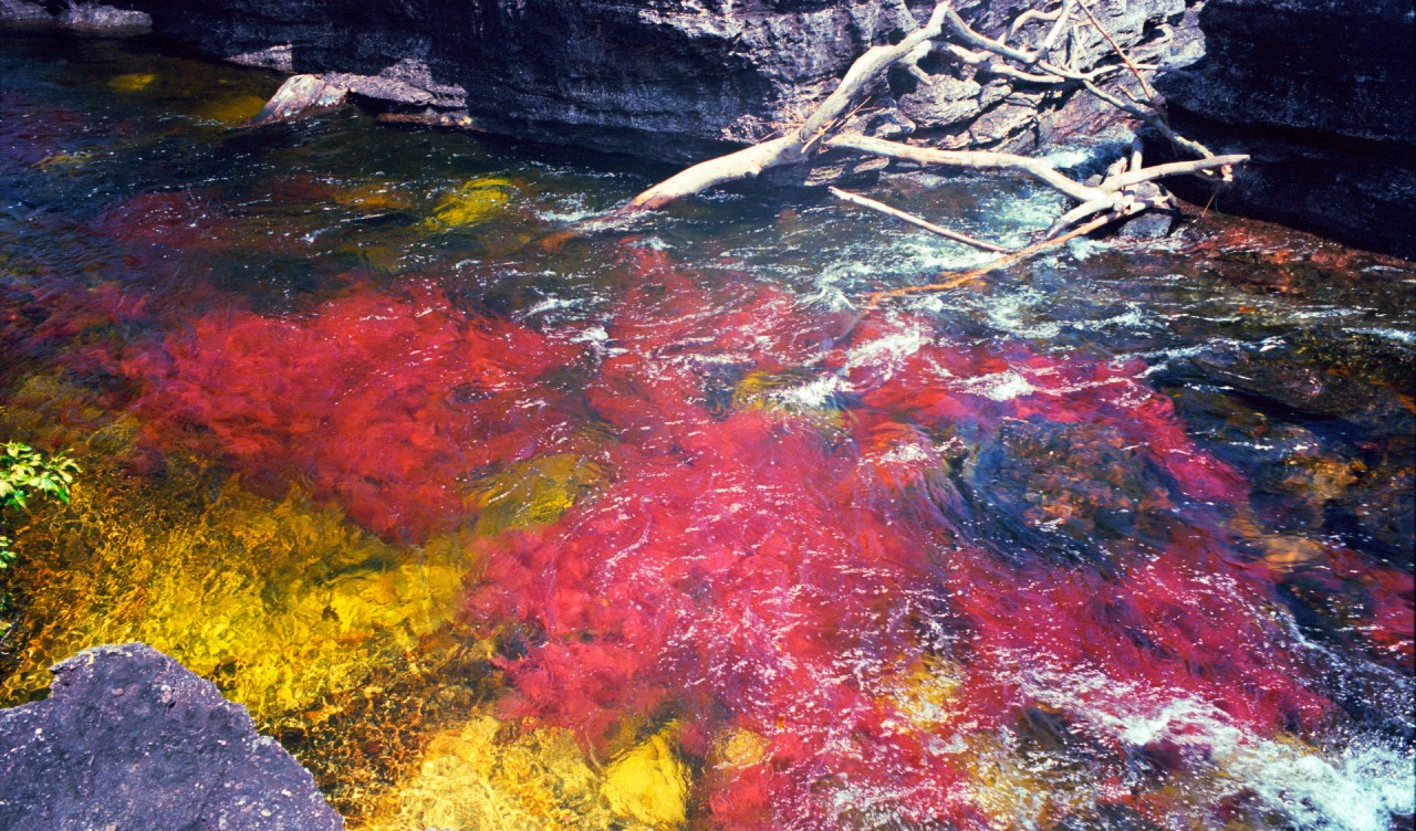 Caño Cristales