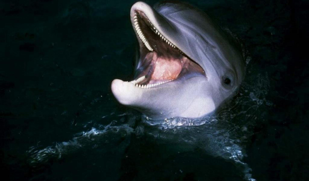 tapety delfiny (68).jpg