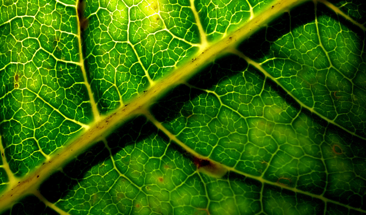 makro-foto-zielone-rosliny (77).jpg