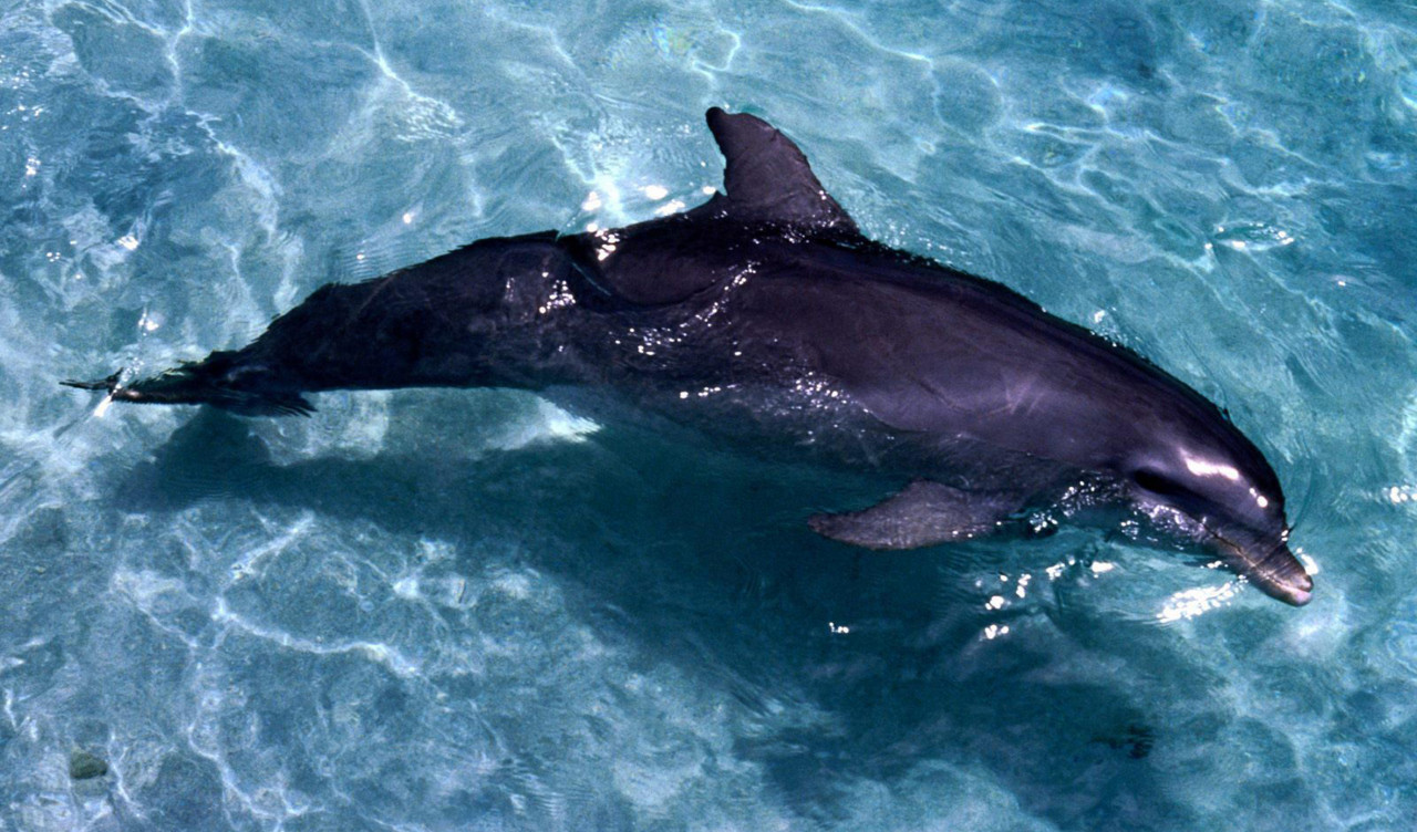 tapety delfiny (55).jpg