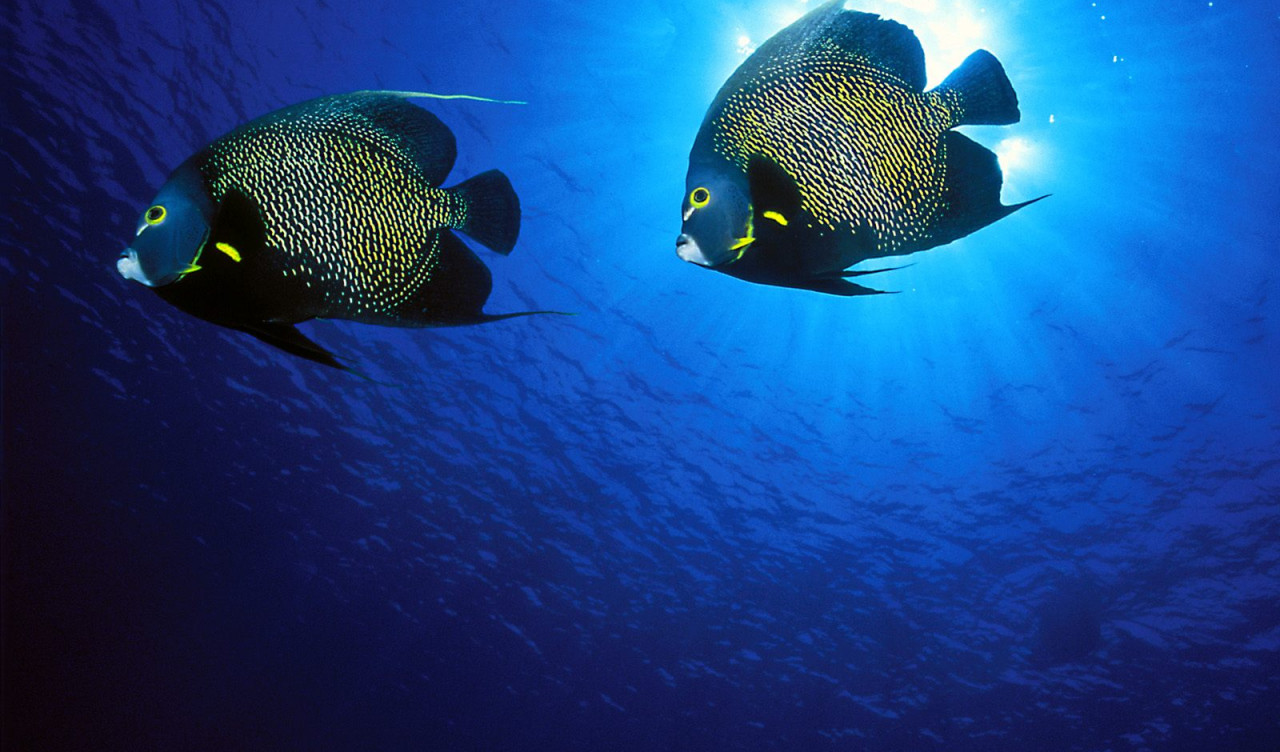 French Angelfish.jpg