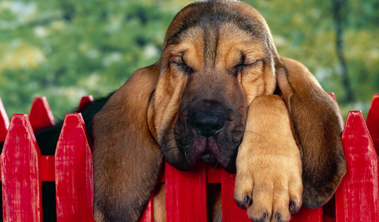 40 Winks, Bloodhound Puppy.jpg