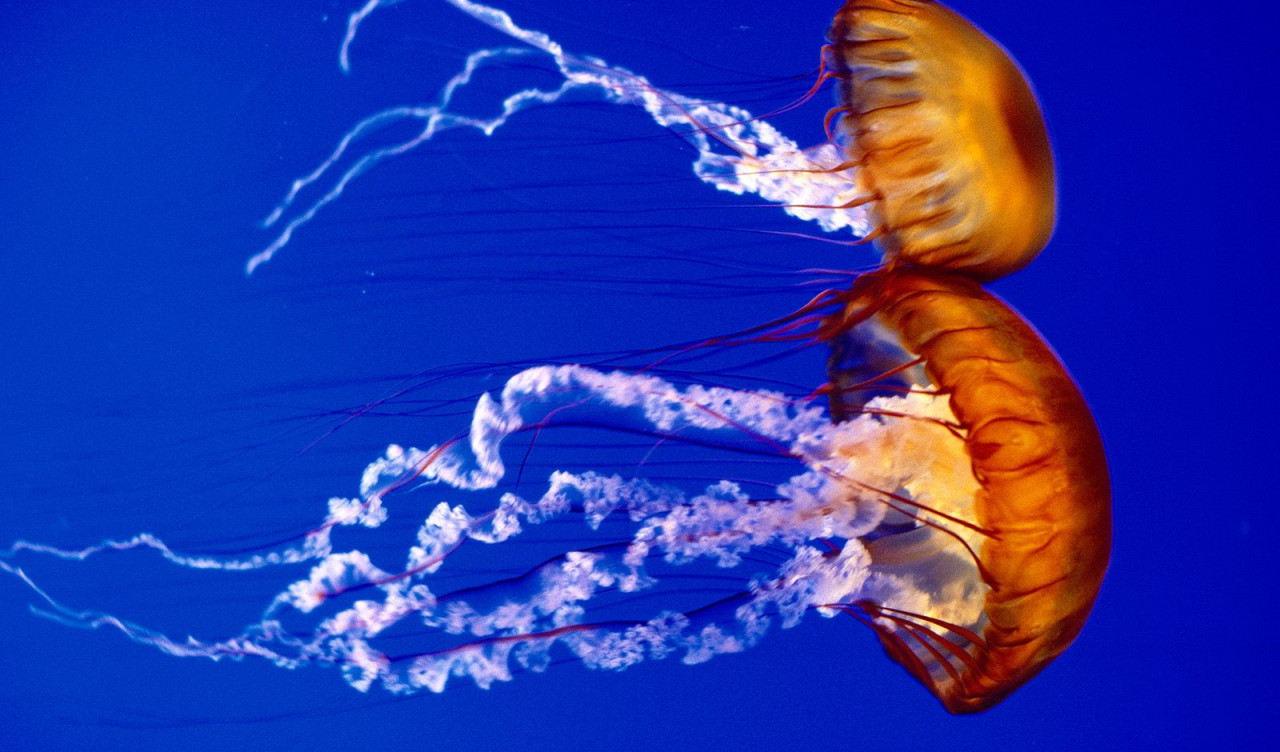 Sea Nettles.jpg