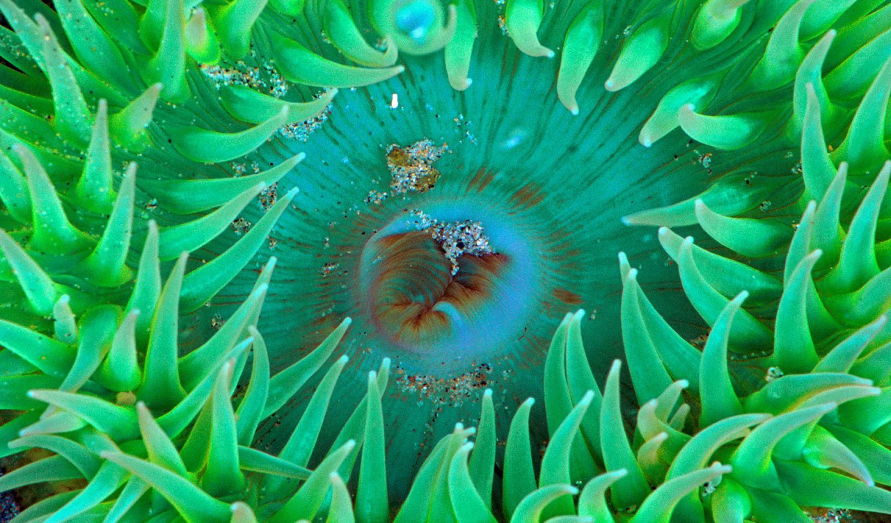 Sea Anemone.jpg