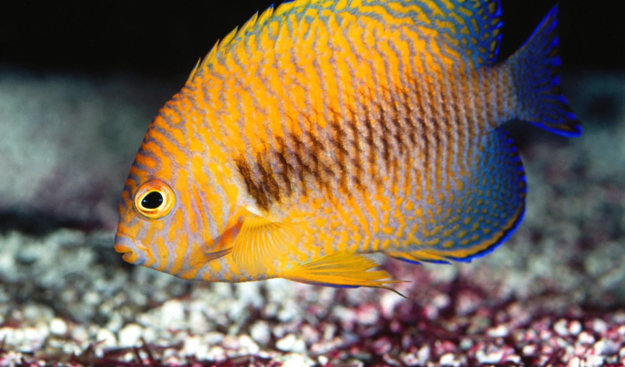 Potter's Angelfish.jpg