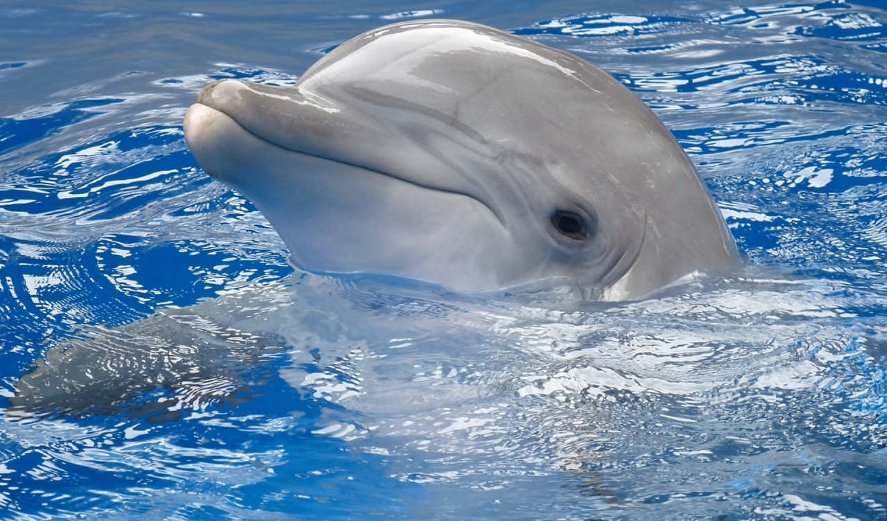 Delfiny tapety 20