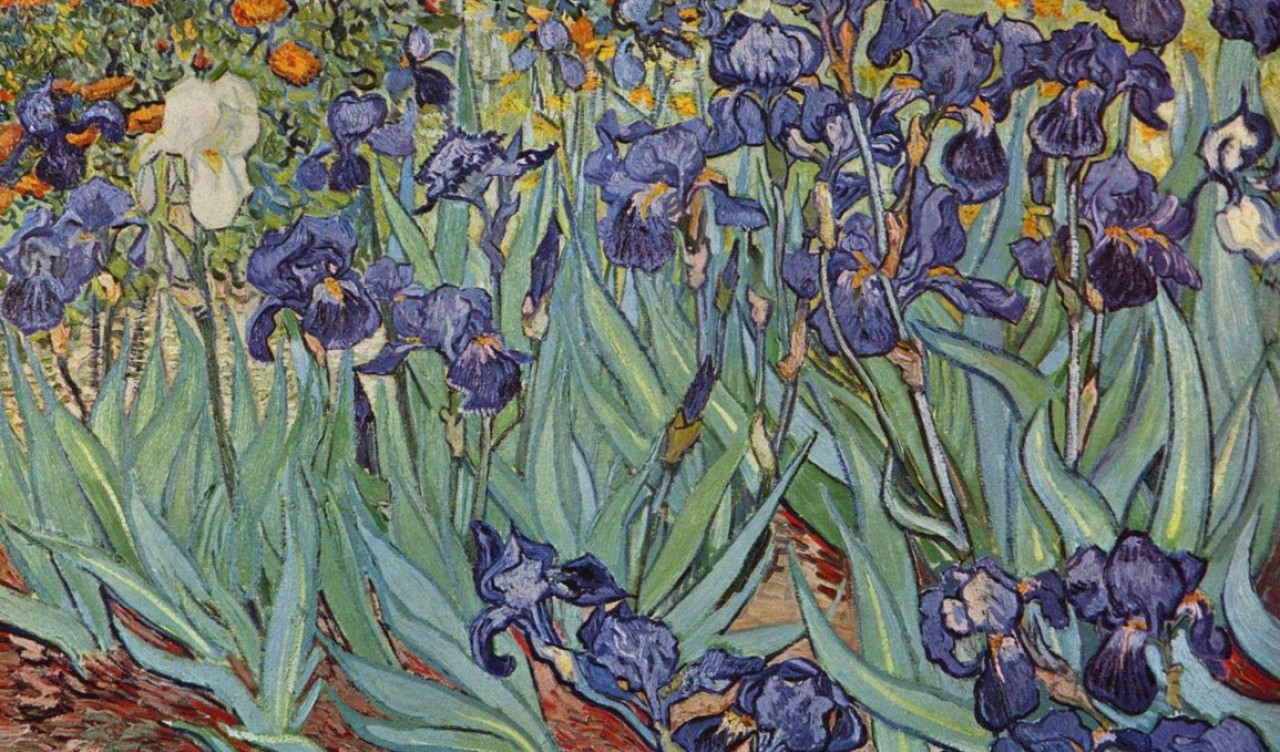 still-life-irises.jpg