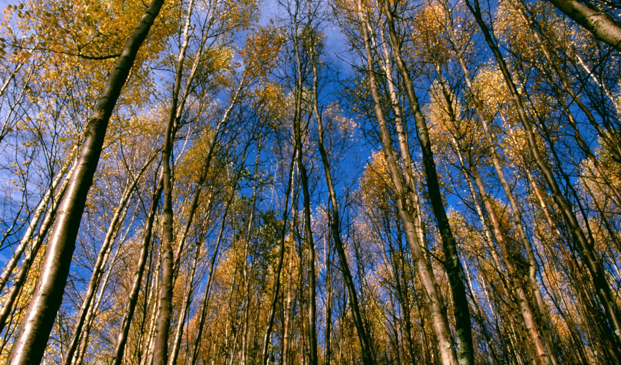 Autumn Aspens, Hidden Lake, Alaska.jpg