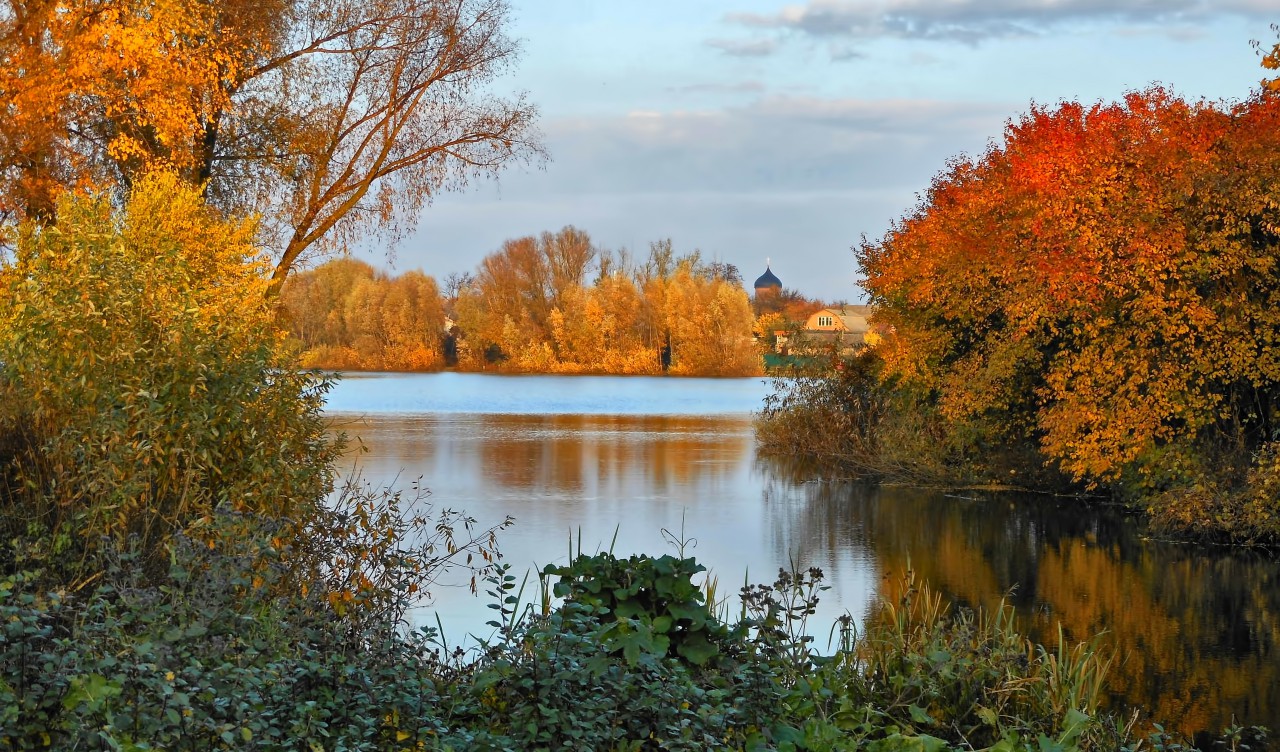 Drzewa nad rzeką