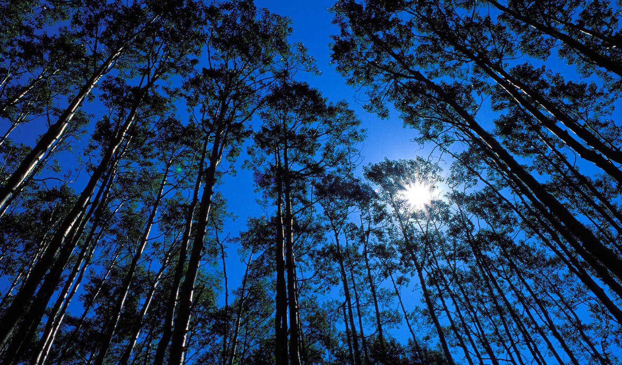 Quaking Aspen Grove, Maroon Bells Wilderness, Colorado.jpg