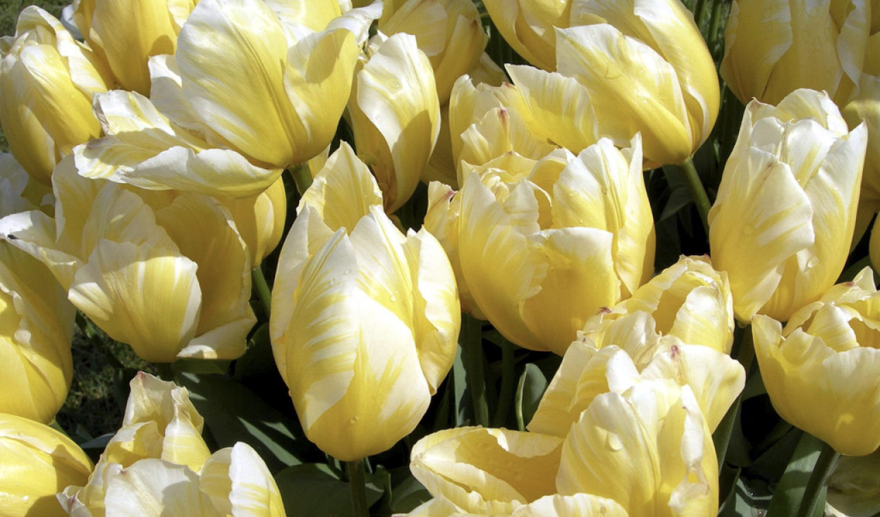 Tulipany (51).jpg