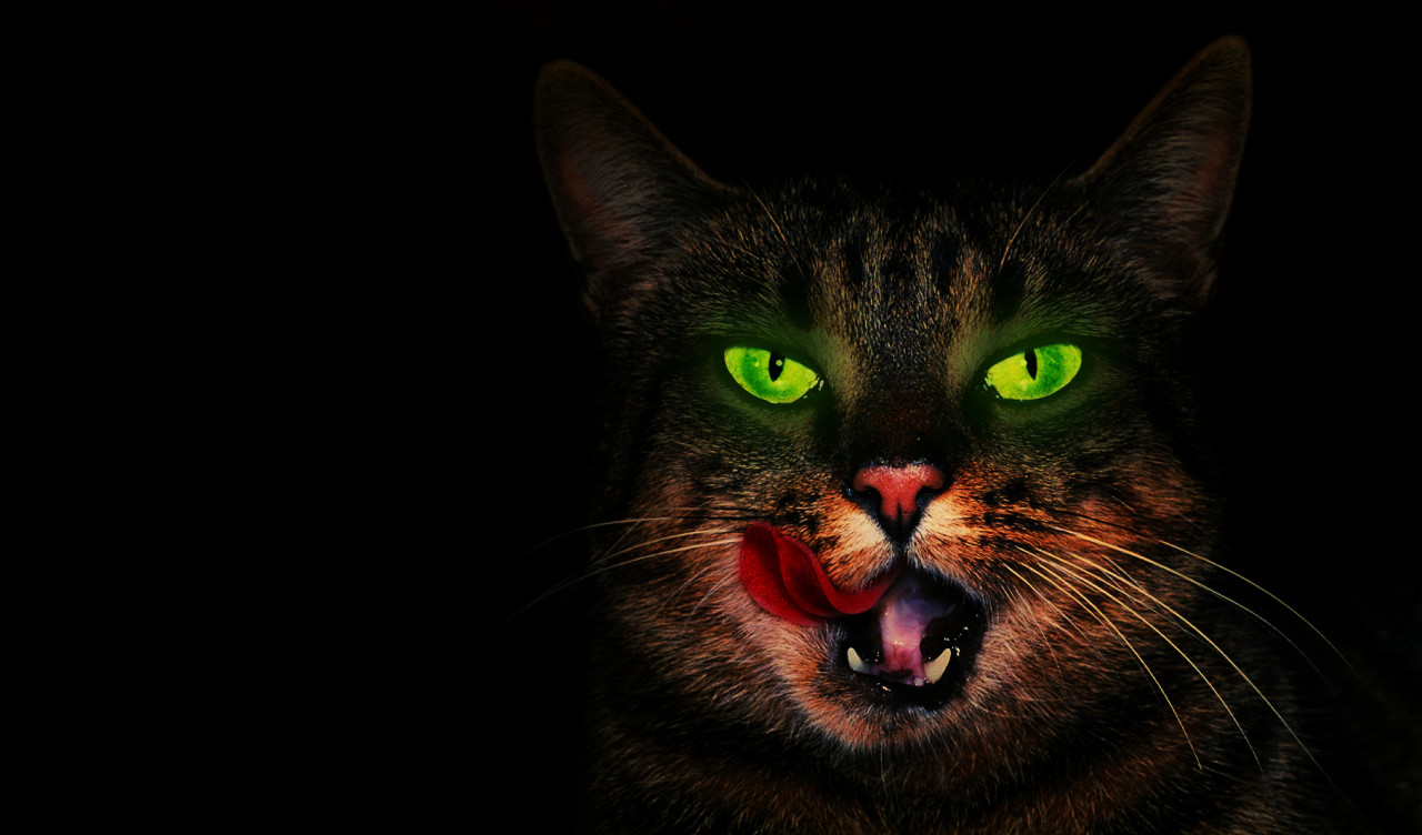 Kot z zielonymi oczami