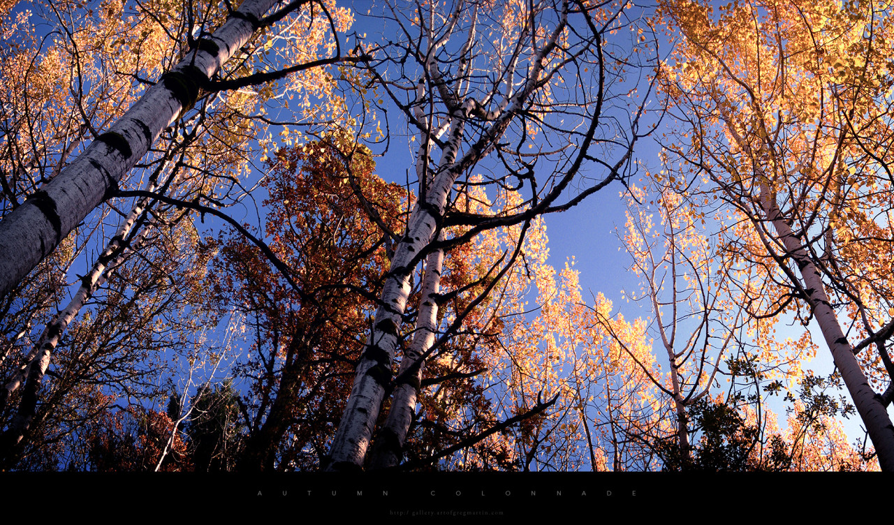 autumnColonnade.jpg