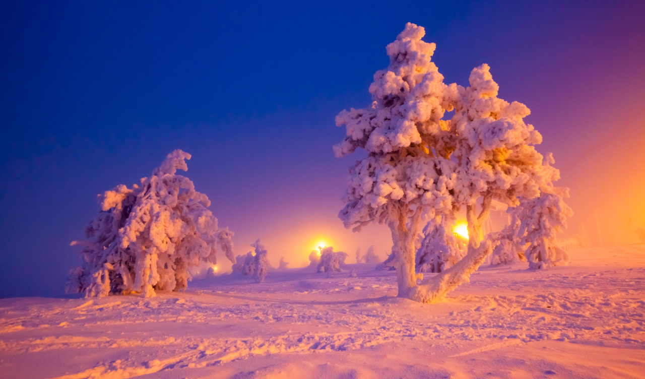 Drzewa pokryte śniegiem