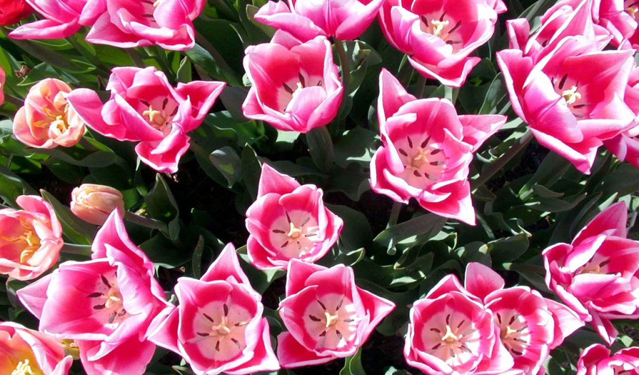 Tulipany (41).jpg