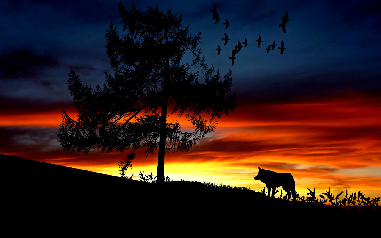 Wędrówka wilka o zachodzie słońca