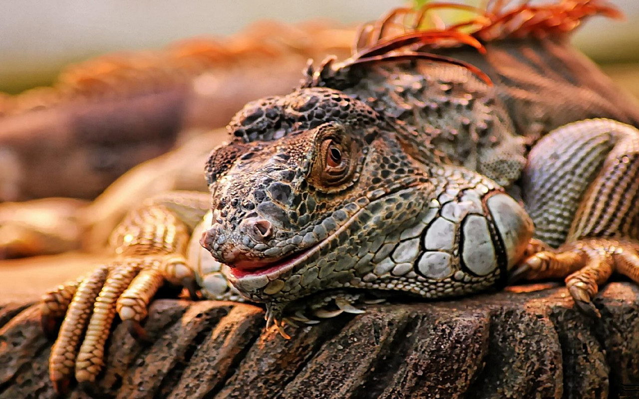 iguana