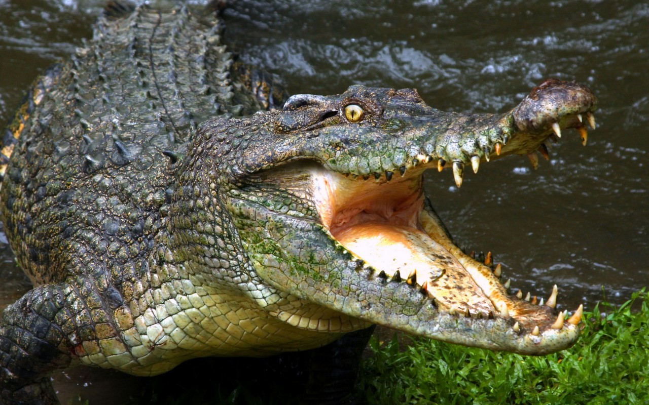 Aligator