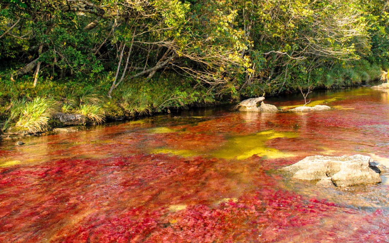 Caño Cristales