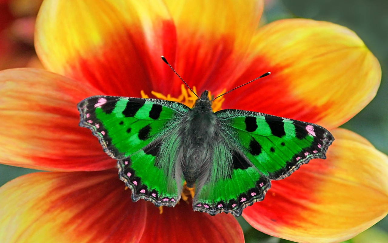 Motyl