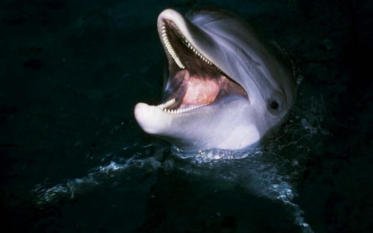 tapety delfiny (68).jpg