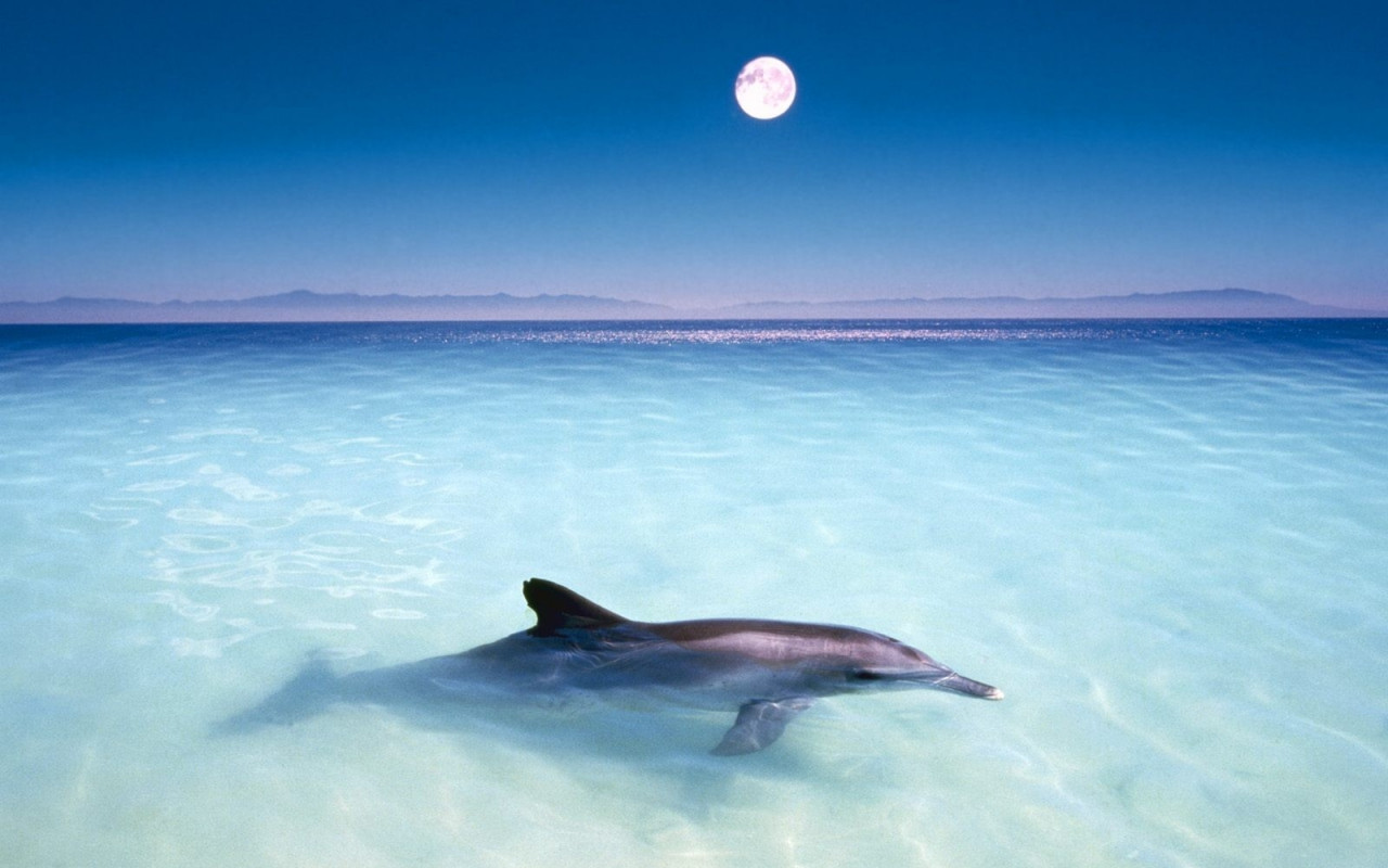 tapety delfiny (45).jpg