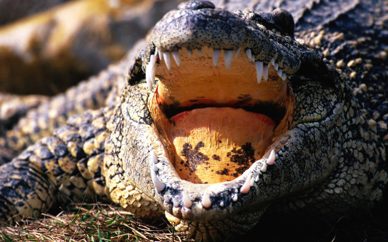 krokodyl (8).jpg
