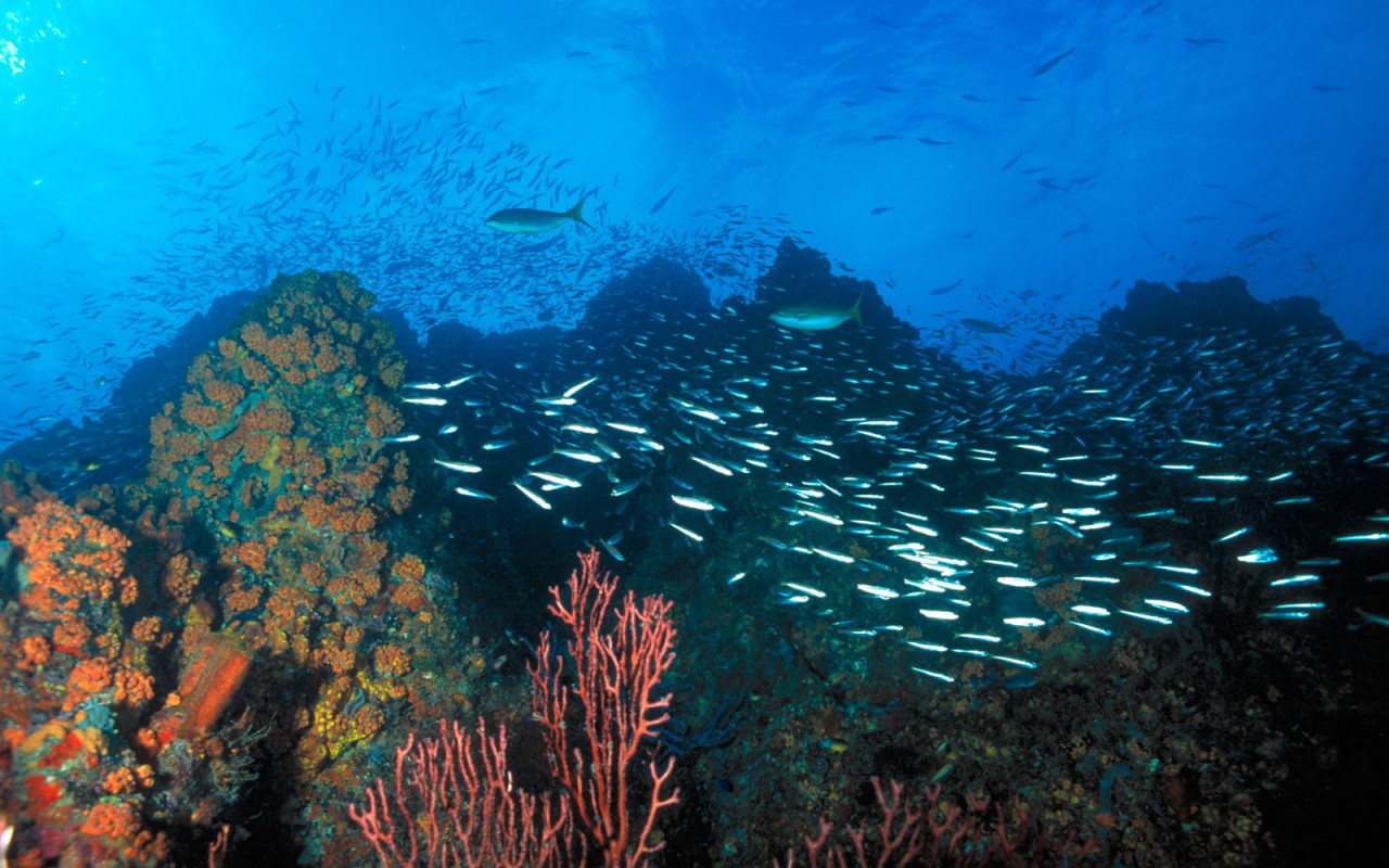 Los Roques Reef, Venezuela.jpg