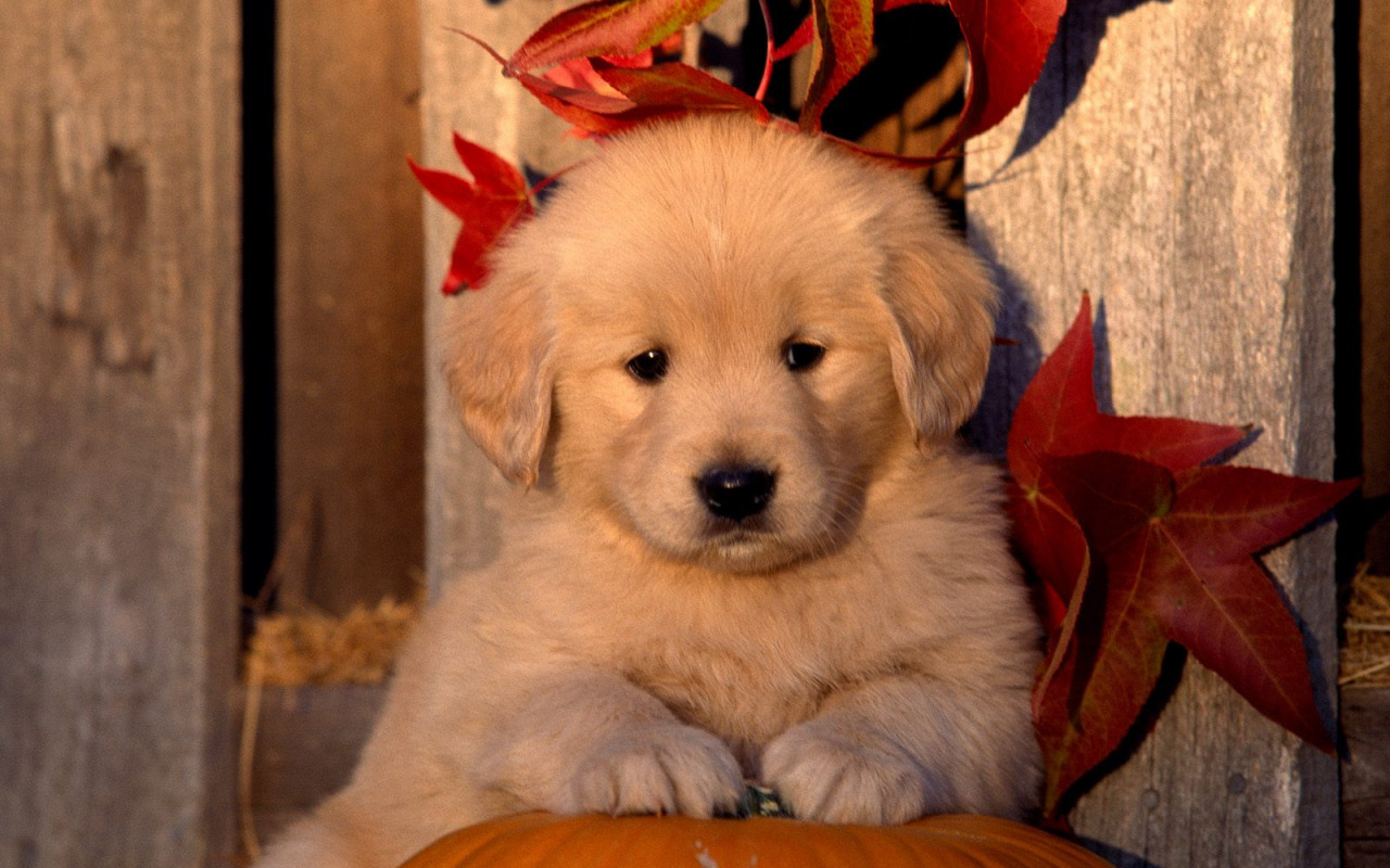 Golden Retriever Puppy.jpg
