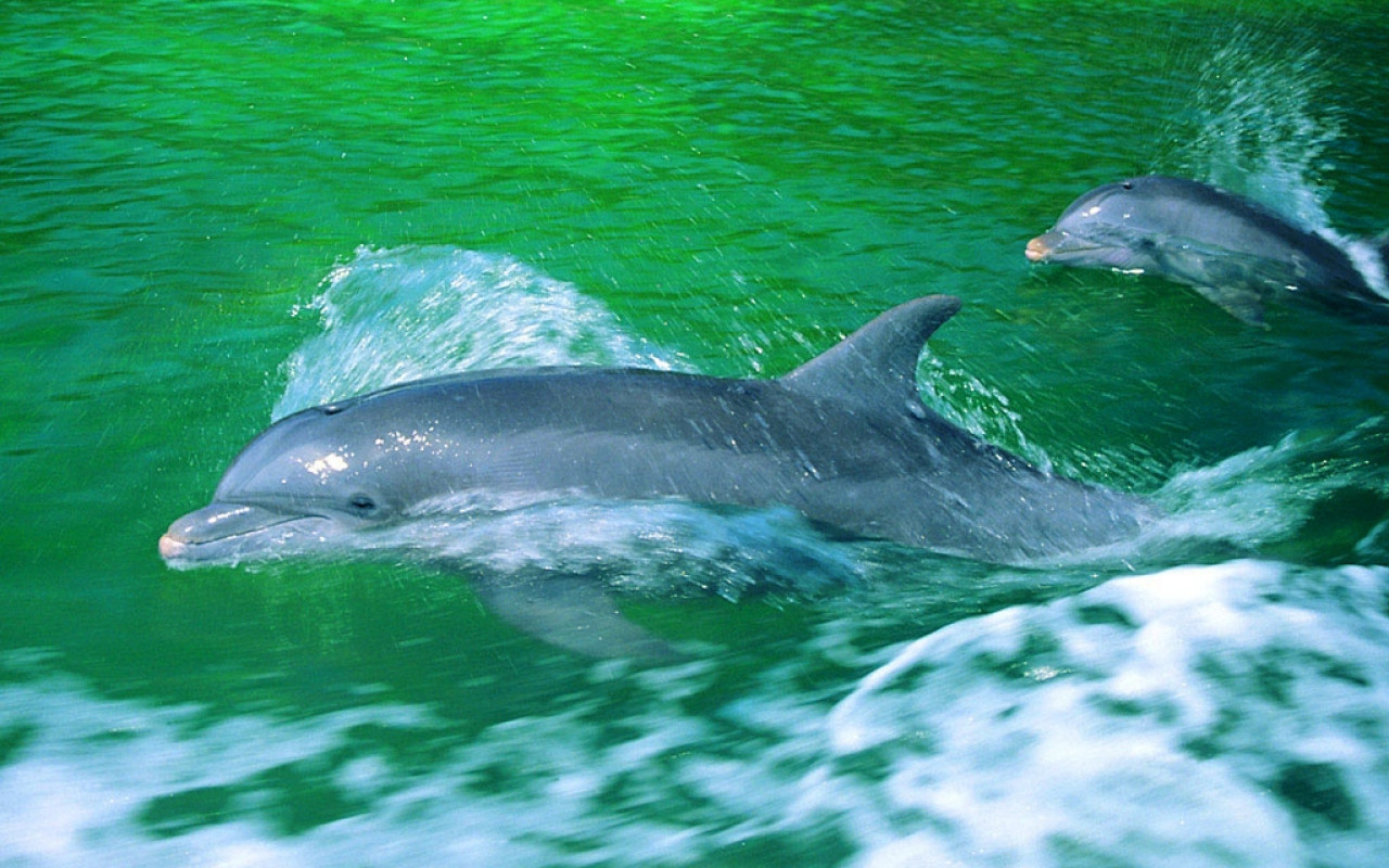 tapety delfiny (49).jpg