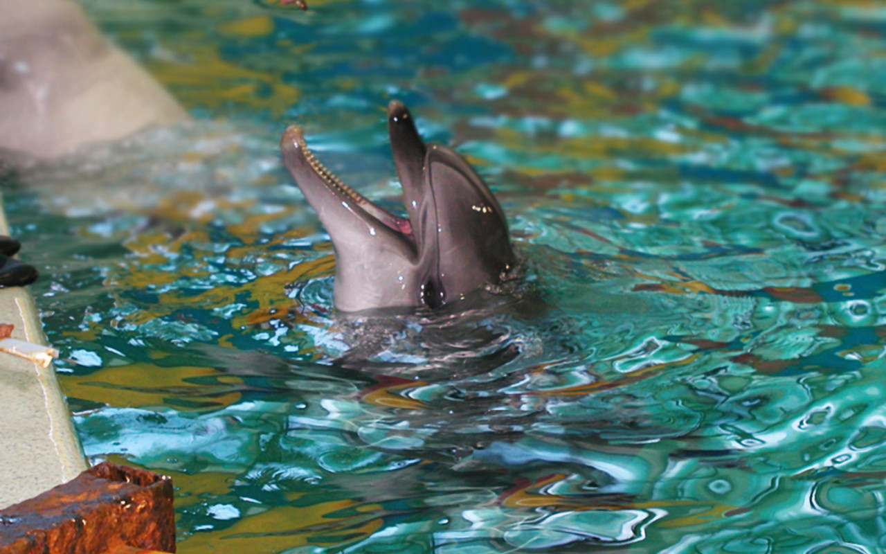 tapety delfiny (12).jpg