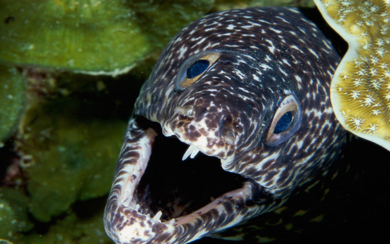 Spotted Moray Eel.jpg