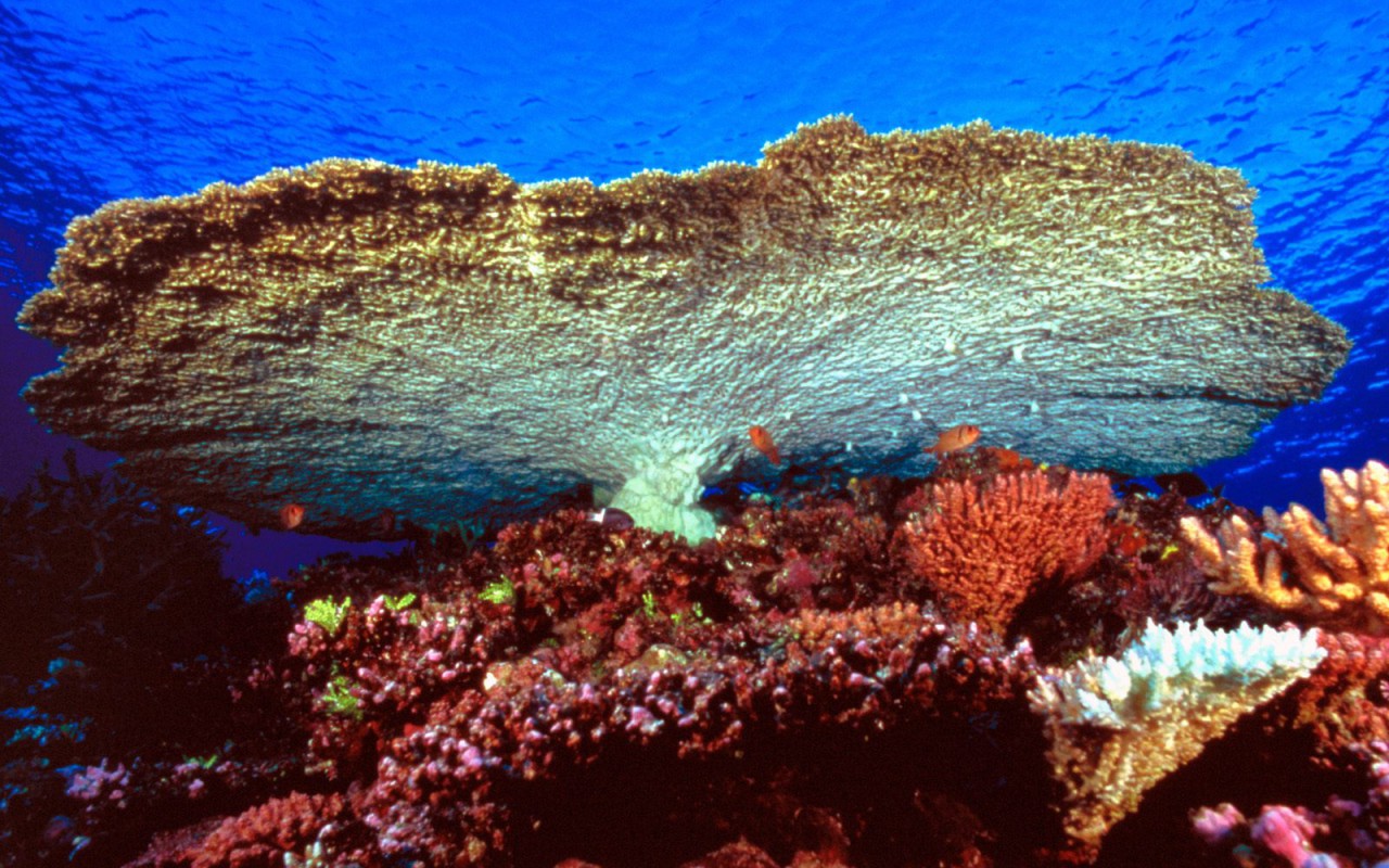 Huge Table Coral.jpg